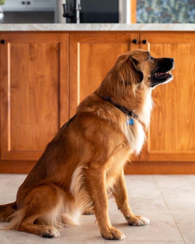 Do I specialize in matching kitchens to their 4-legged owners now?!